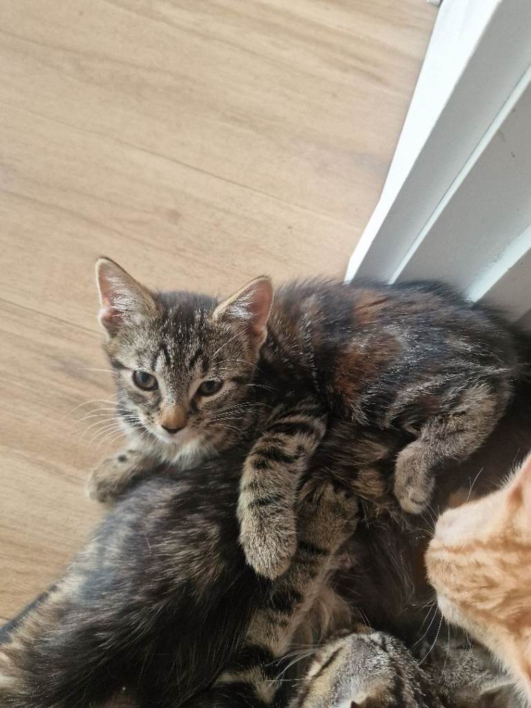 Kittens in West London