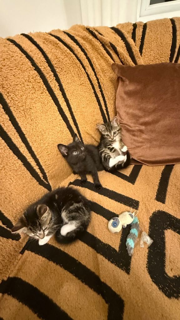Only Black one is left now ( all details is in listing stop asking for gender ) 