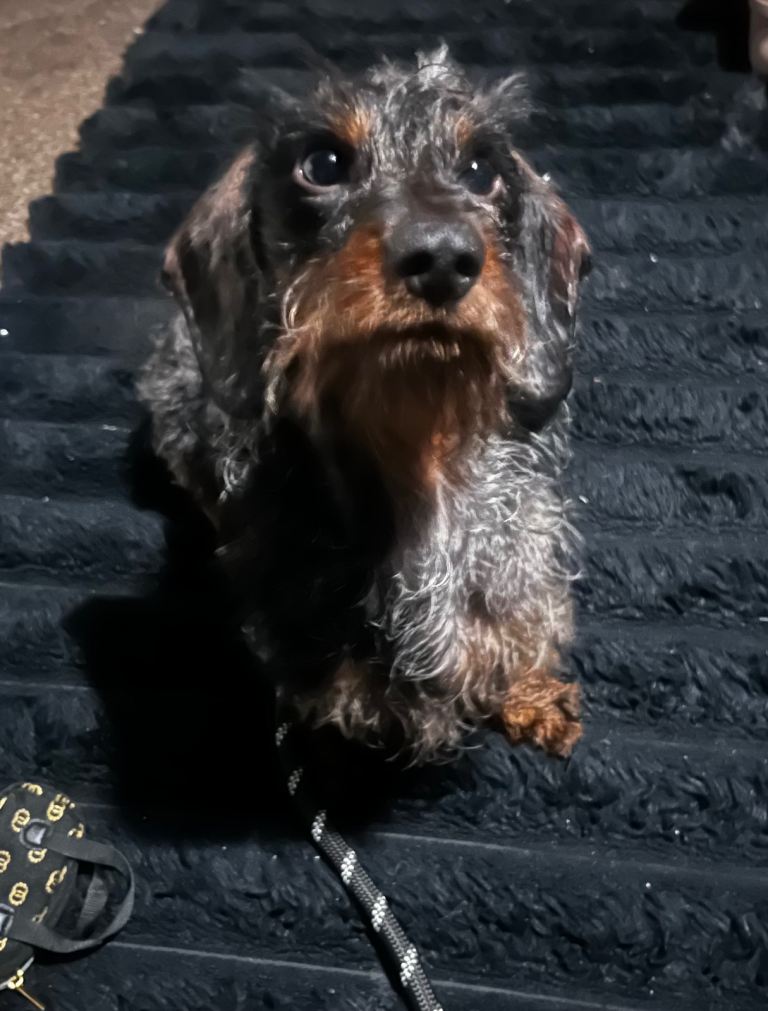 8 month old dapple long hair dachshunds puppy