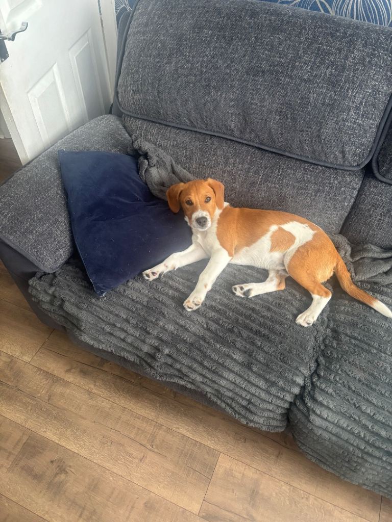 Beagle cross