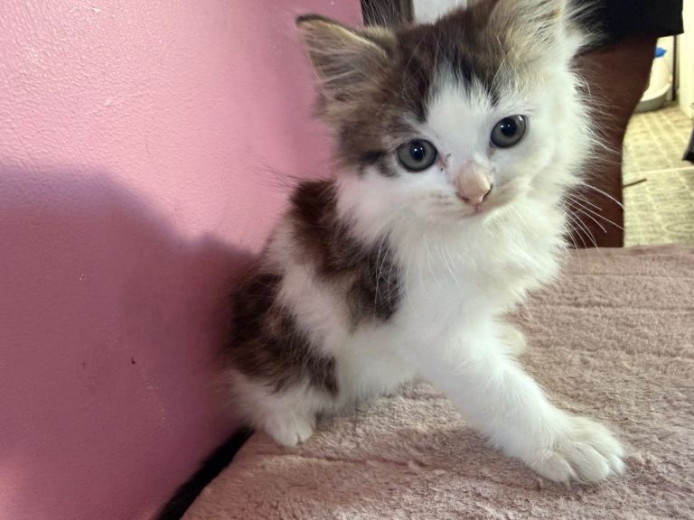Beautiful fluffy kittens 9 weeks old 
