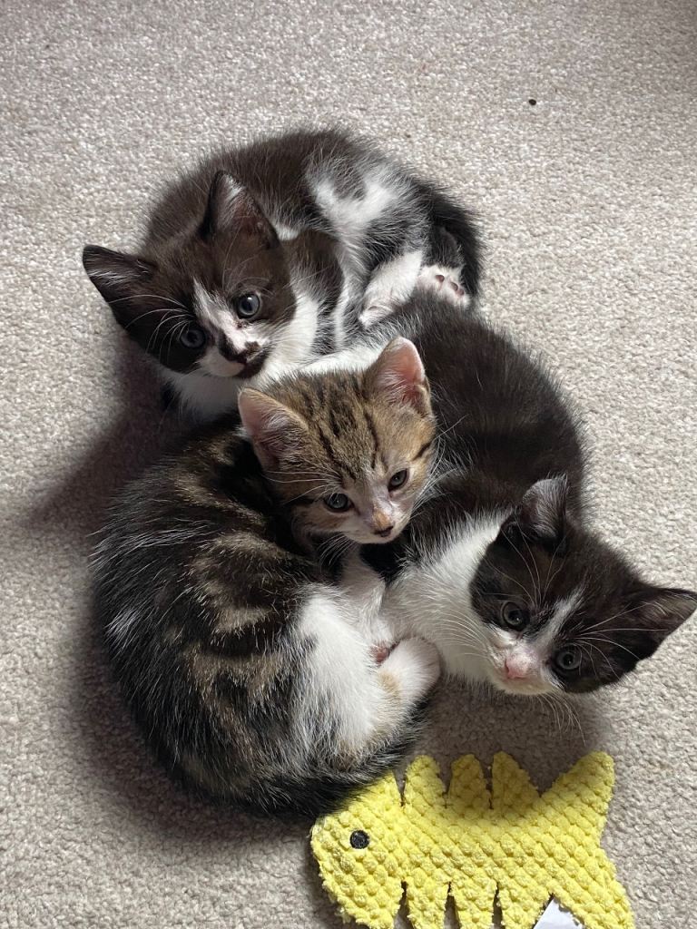 7 week old kittens (£300-350)