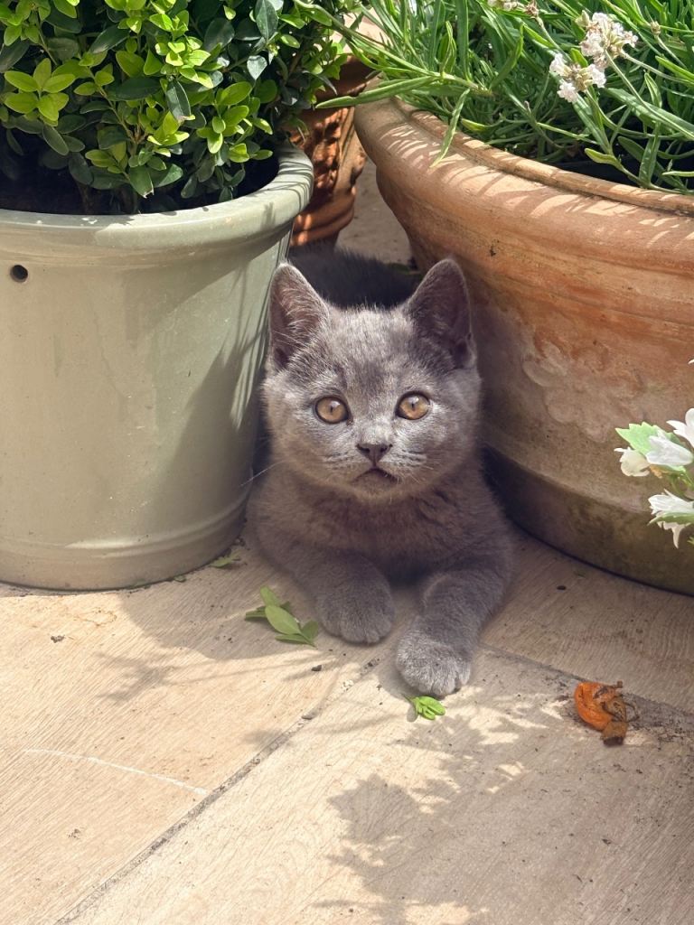 Two Beautiful British Shorthair kittens AVAILABLE NOW