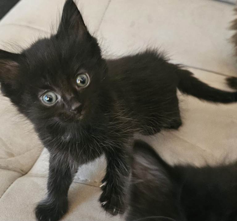 Black boy kitten 