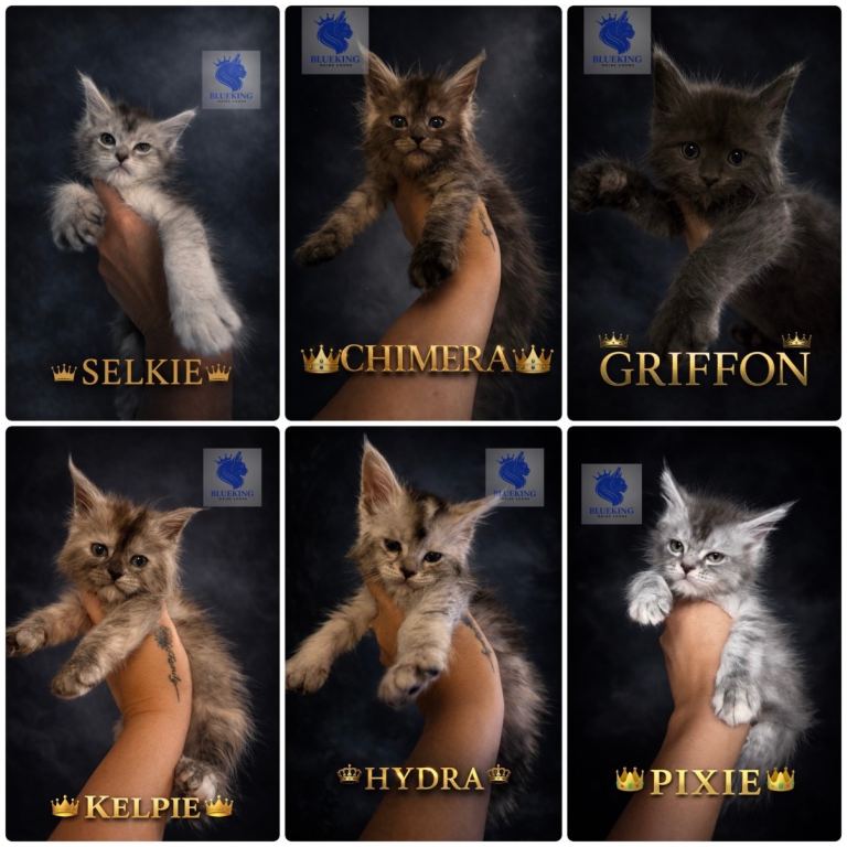 Stunning Maine coon kittens shaded lines and polydactyl 