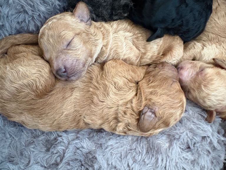 1 beautiful cavapoo puppy looking for her forever home