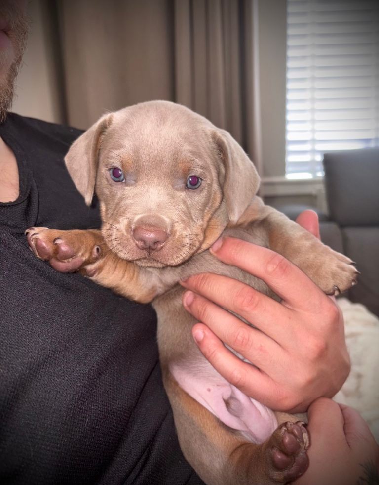 Pocket bully x miniature dachshunds