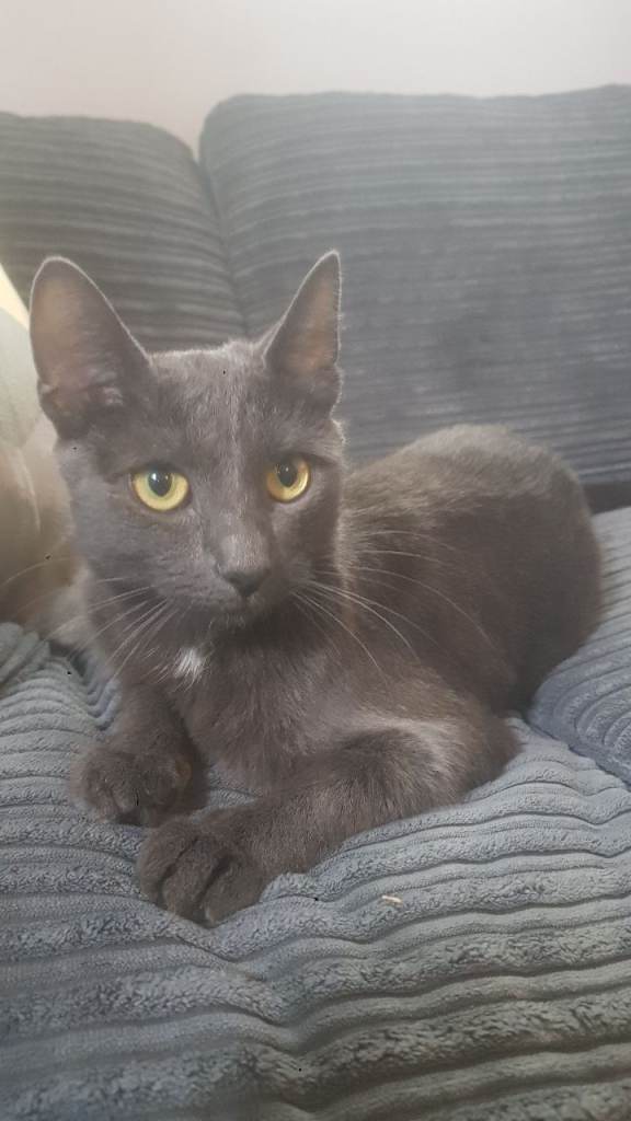 Russian blue pedigree 