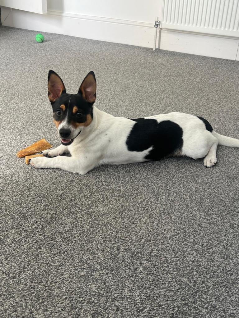 Jake Russell terriers