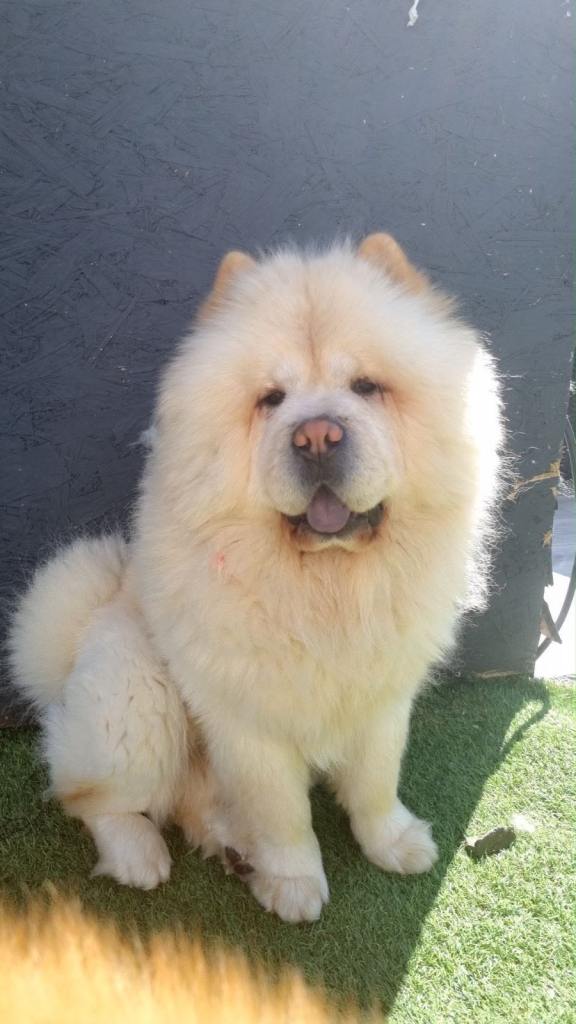 Chow chow for sale 