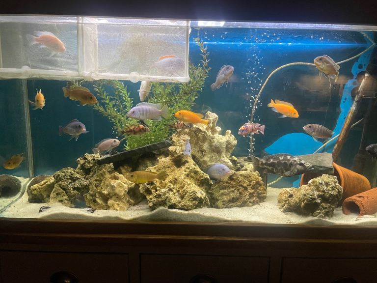 Assorted Cichlid Fish Tanks and equipment Aquarium 