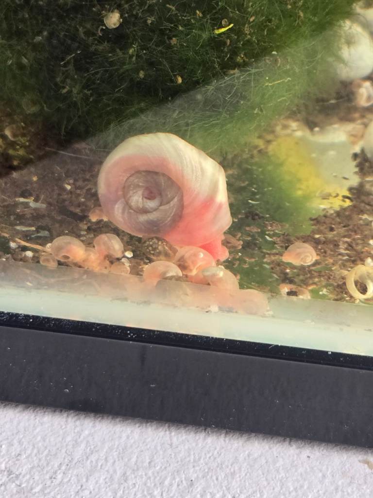 Pink ramshorn snails 