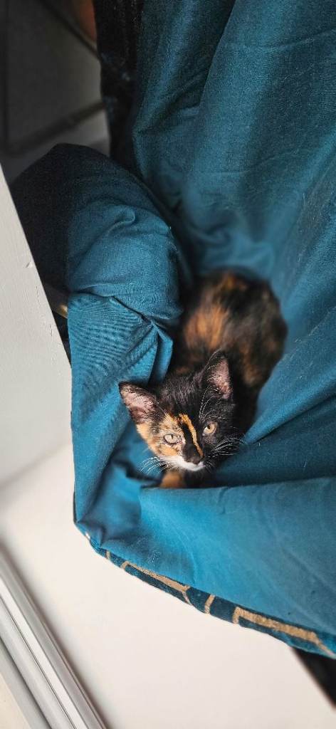 Mixed Selkirk-rex with BSH 4months old kittens
