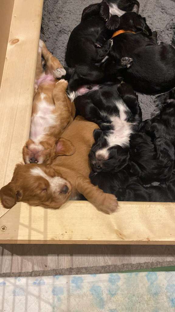 Cocker Spaniel Puppies