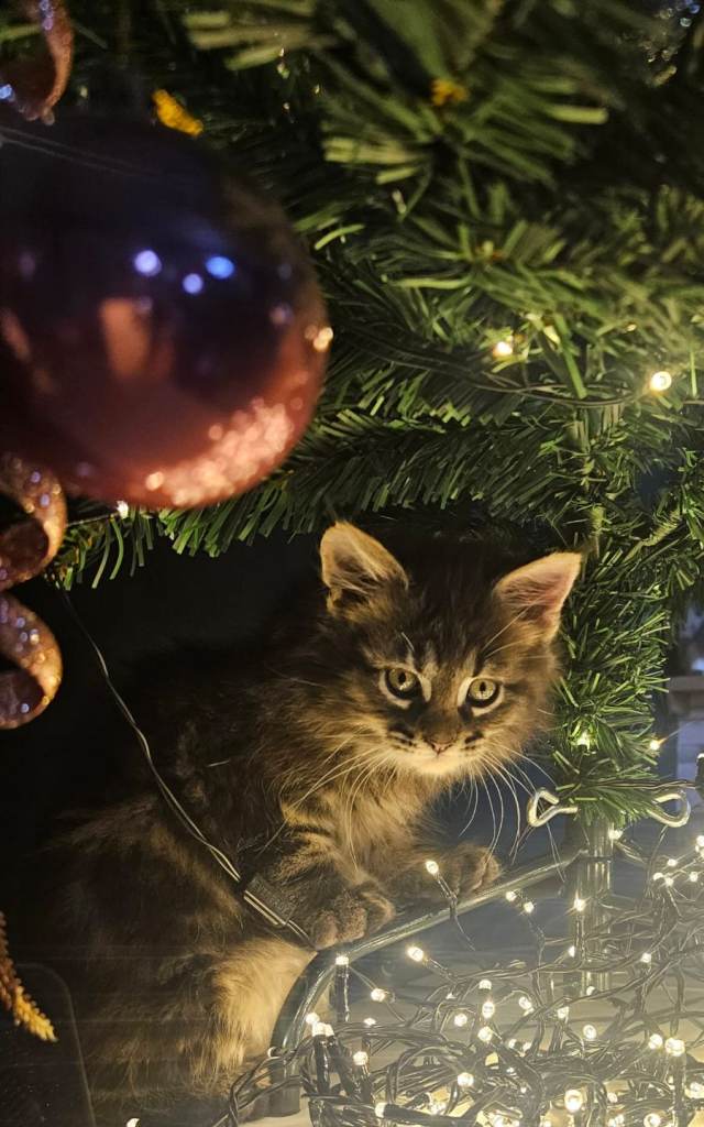 Maine-coon kittens 