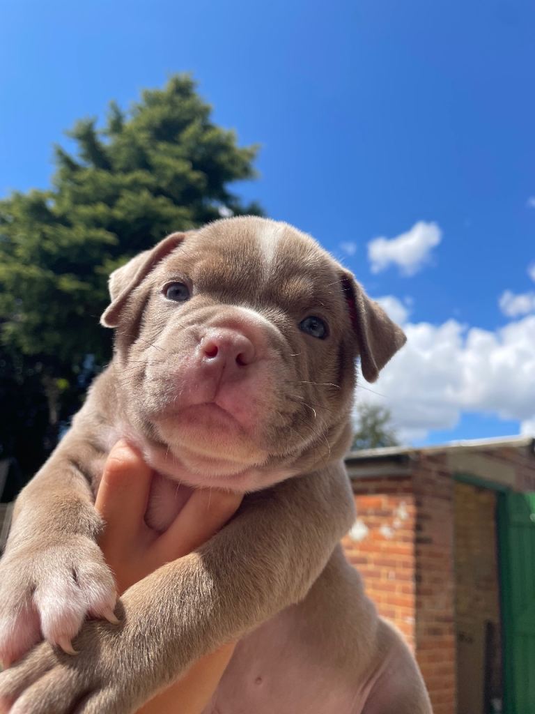 Pocket bully ABKC registered puppies 