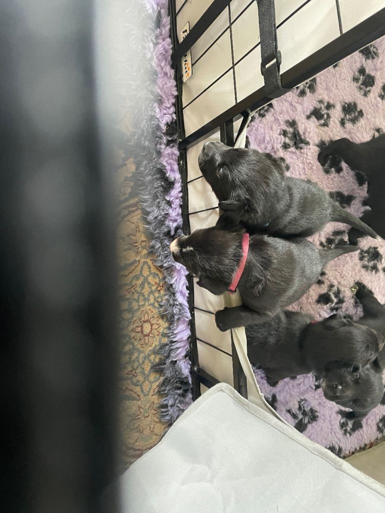 Labrador cross border collie puppies for sale