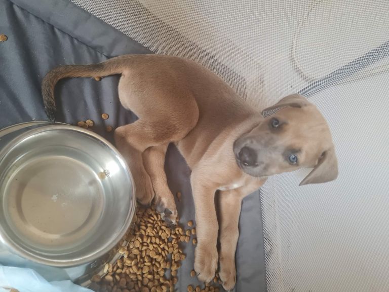 Male lurcher puppy