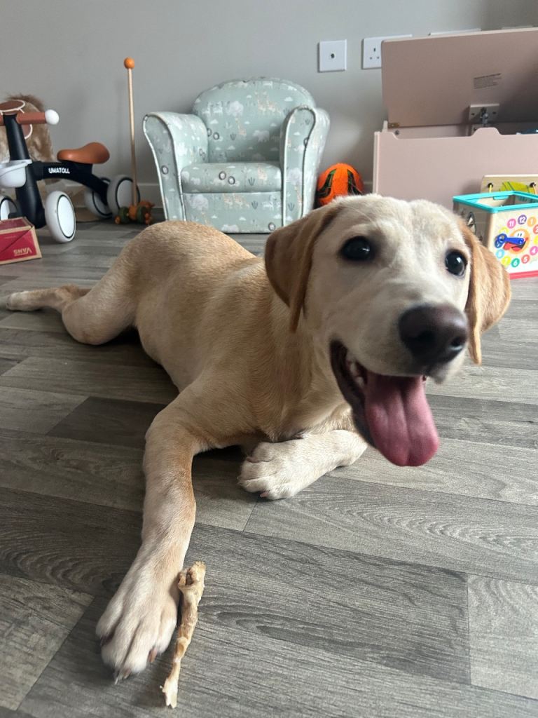 Labrador - Buddy reserved