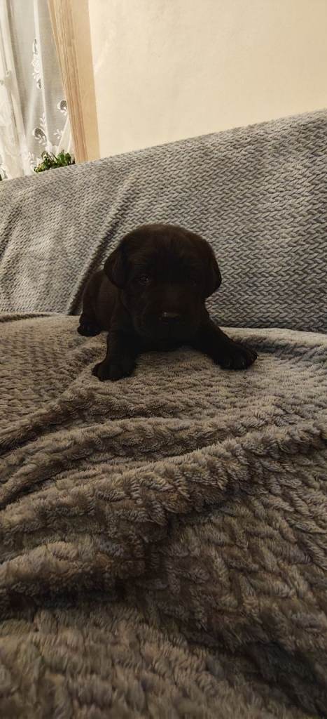 Black Labrador puppies 