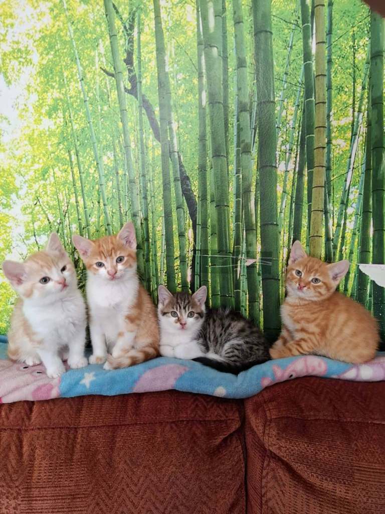 4 beautiful boy kittens