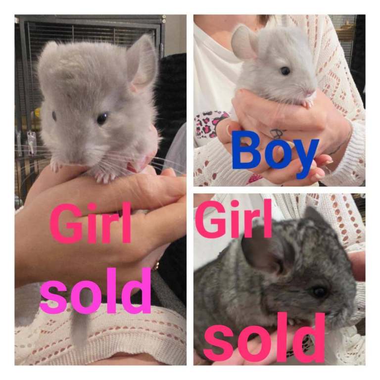 Chinchilla kits 2 girls 1 boy