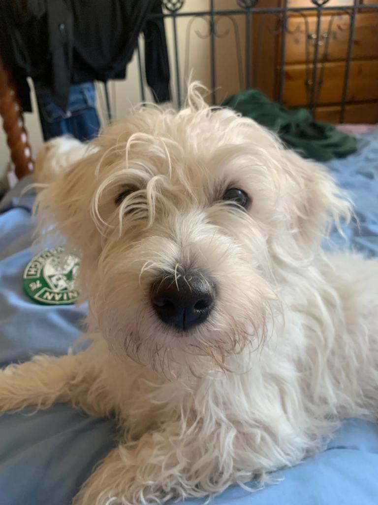 Bichon Maltese puppies