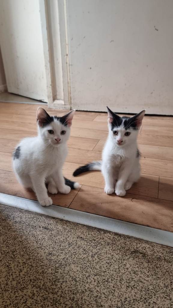 2 loving Male Kittens ready to Leave to a new house