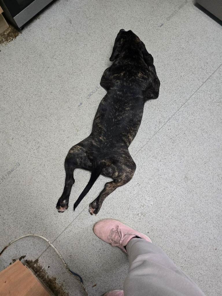 Brindle Staffordshire Bull Terrier Puppy