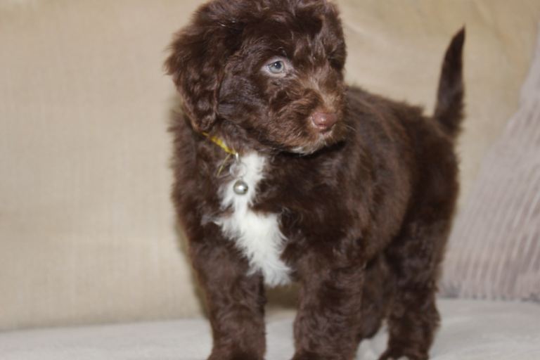 Aussiedoodle F1 puppies 