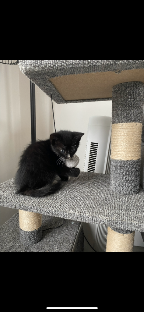 1 Female Kitten Left