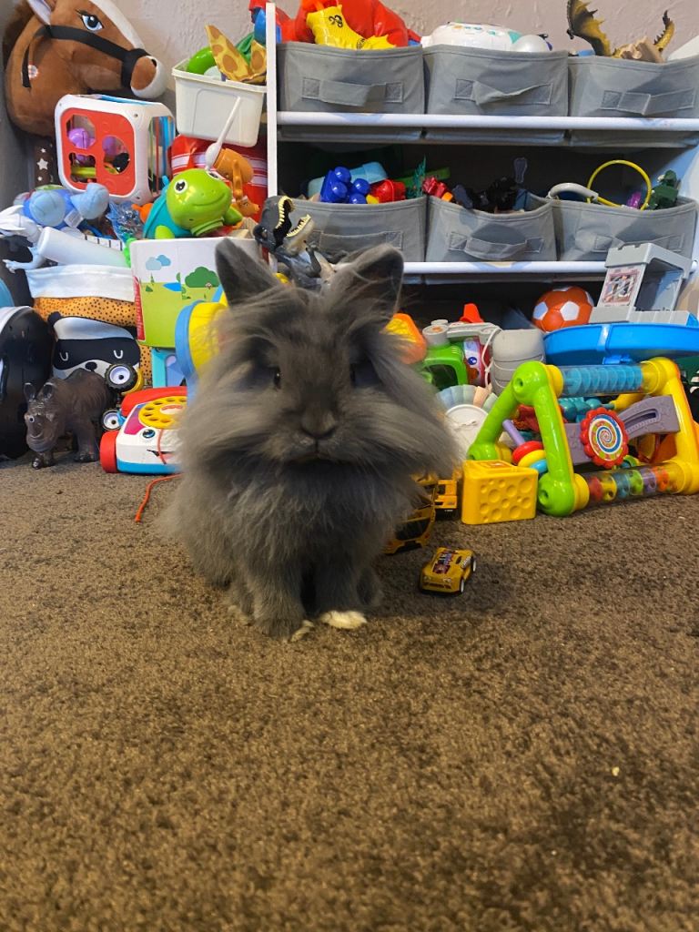 Lionhead Rabbit & 2 tiered cage