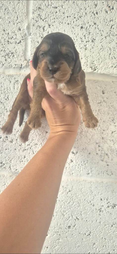 F1 Extensively health tested  show cockerpoo puppies
