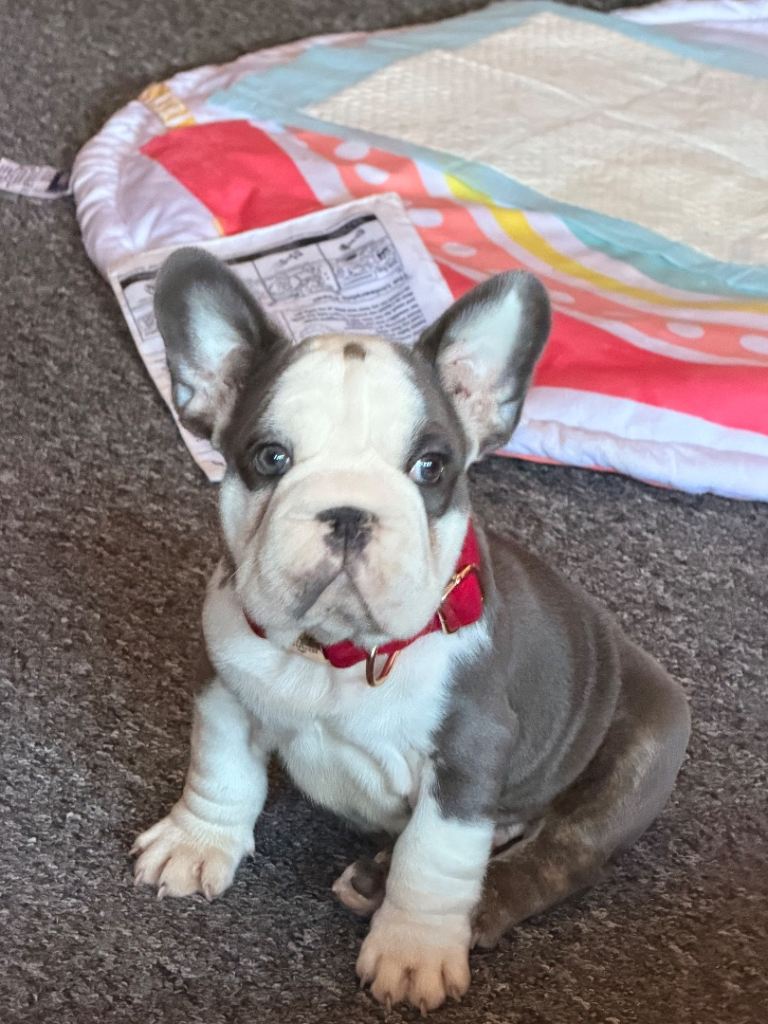 Puppy French buldog 7 months 