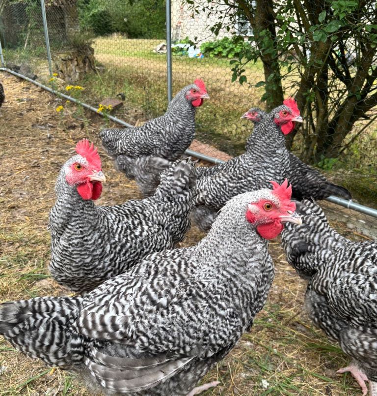 5 x Cuckoo Maran Cockerels for sale