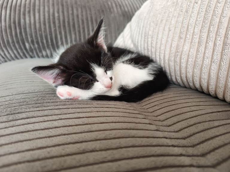 Gorgeous 9 week old kitten, very loving & playful