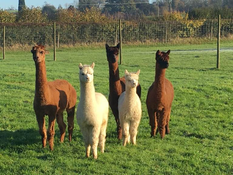ALPACA FLEECE SUITABLE FOR VARIOUS GARDENING PROJECTS/NEEDLE FELTING/CRAFTING