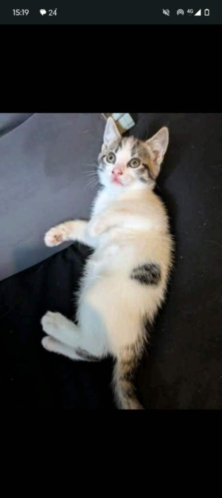 Maine coon kitten 