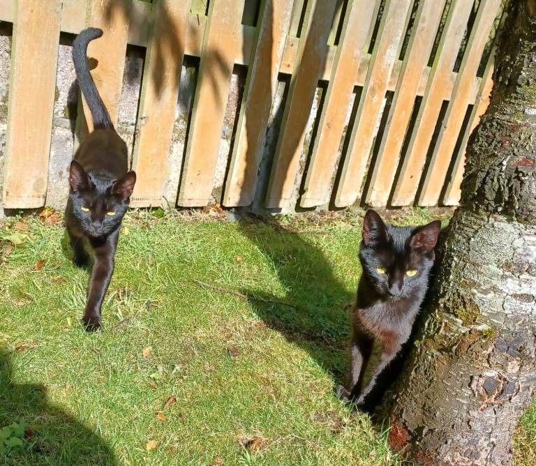 Beautiful 1 Year Old Female Domestic Shorthair Cat Sisters Looking For New Forever Home