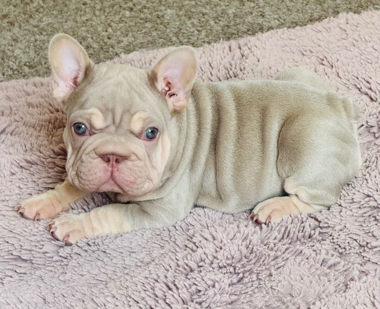 Kc French Bulldog 