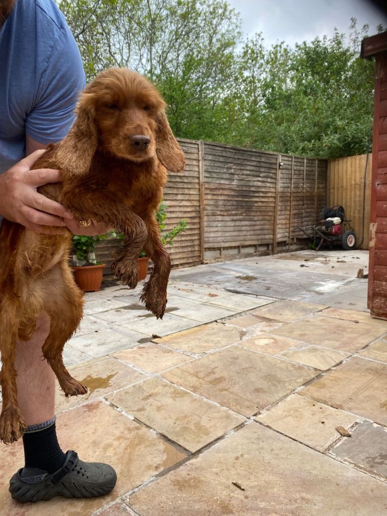 Cocker spaniel 