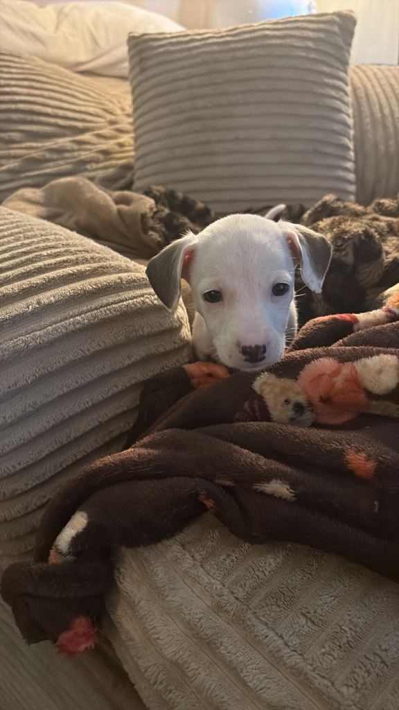 Staffy X miniature dachshund 
