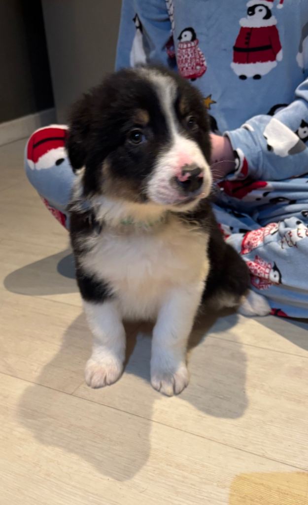 Last Border Collie Puppy - Can Leave 