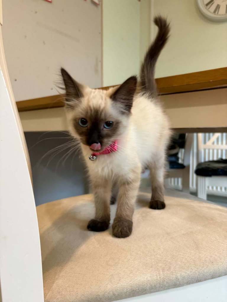 Ragdoll Kitten Female