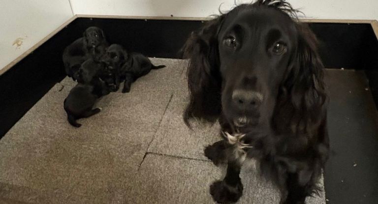 KC cocker spaniel puppies