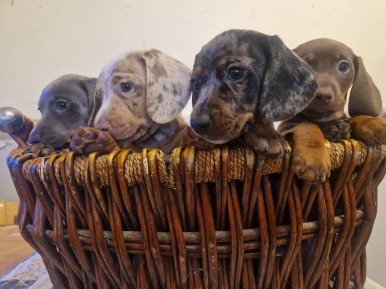 Beautiful Dachshund x puppies