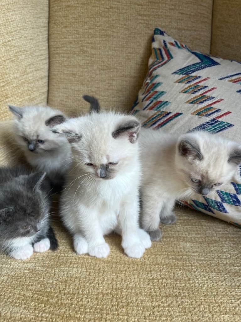 Ragdoll x BSH Kittens