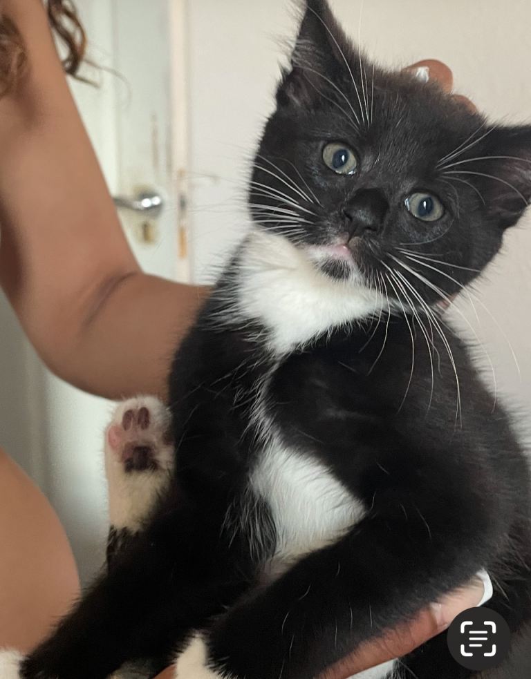 Kittens