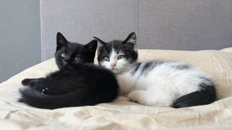 lovely kittens 😍