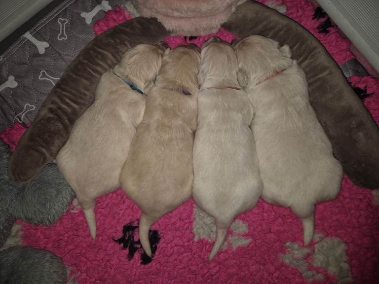 KC registered golden retriever puppies 